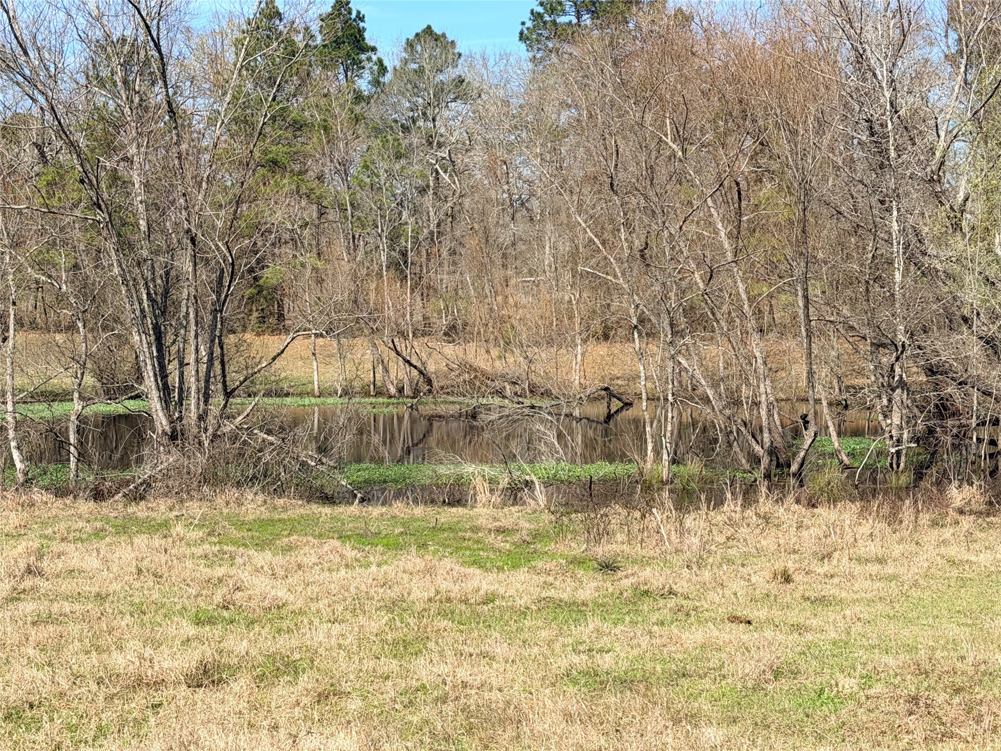 919 Pine Valley Road Diboll, TX 75941 - Photo 38 of 49 a view of small yard