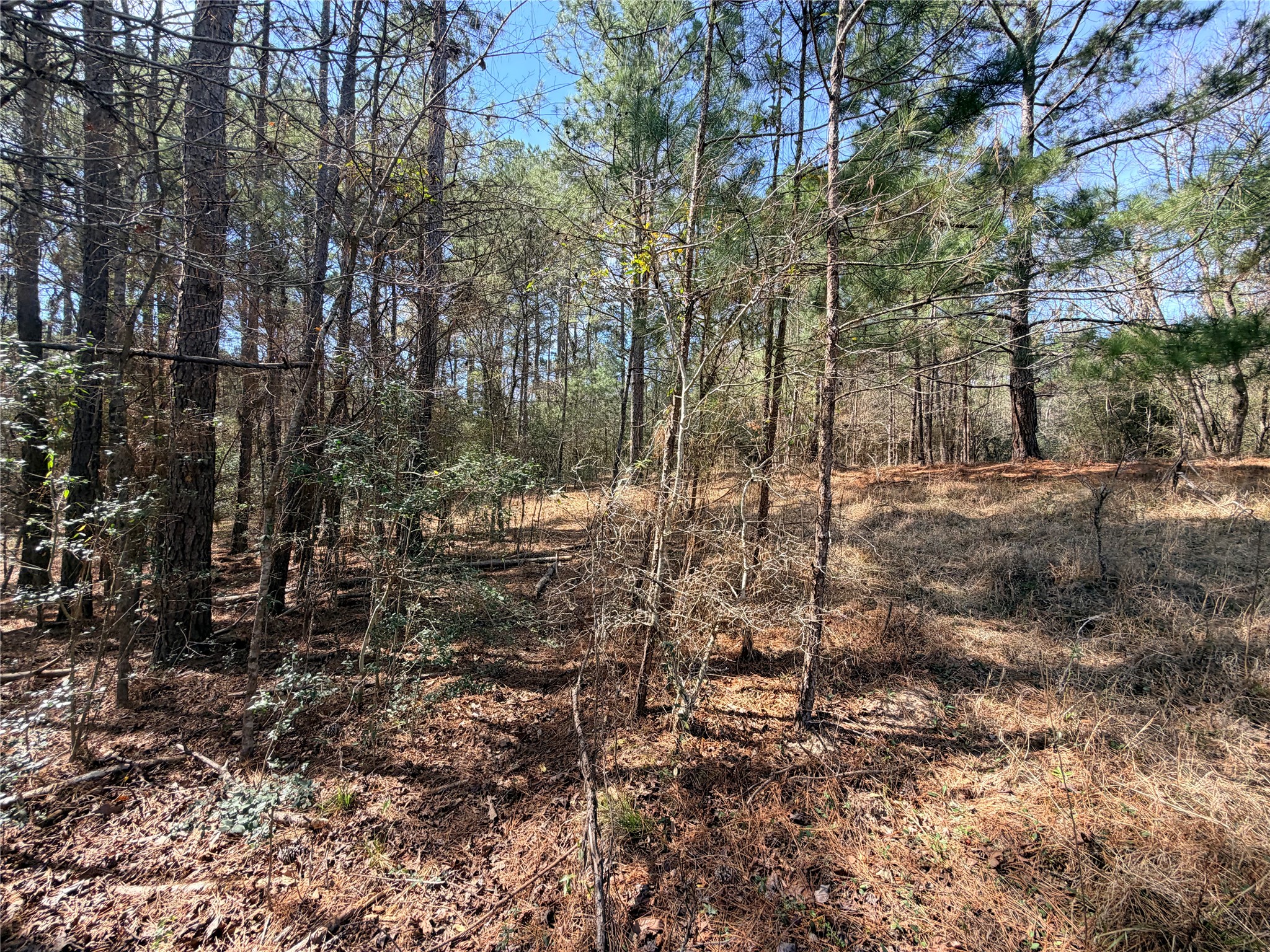 919 Pine Valley Road Diboll, TX 75941 - Photo 41 of 49 a view of a yard with trees in the background
