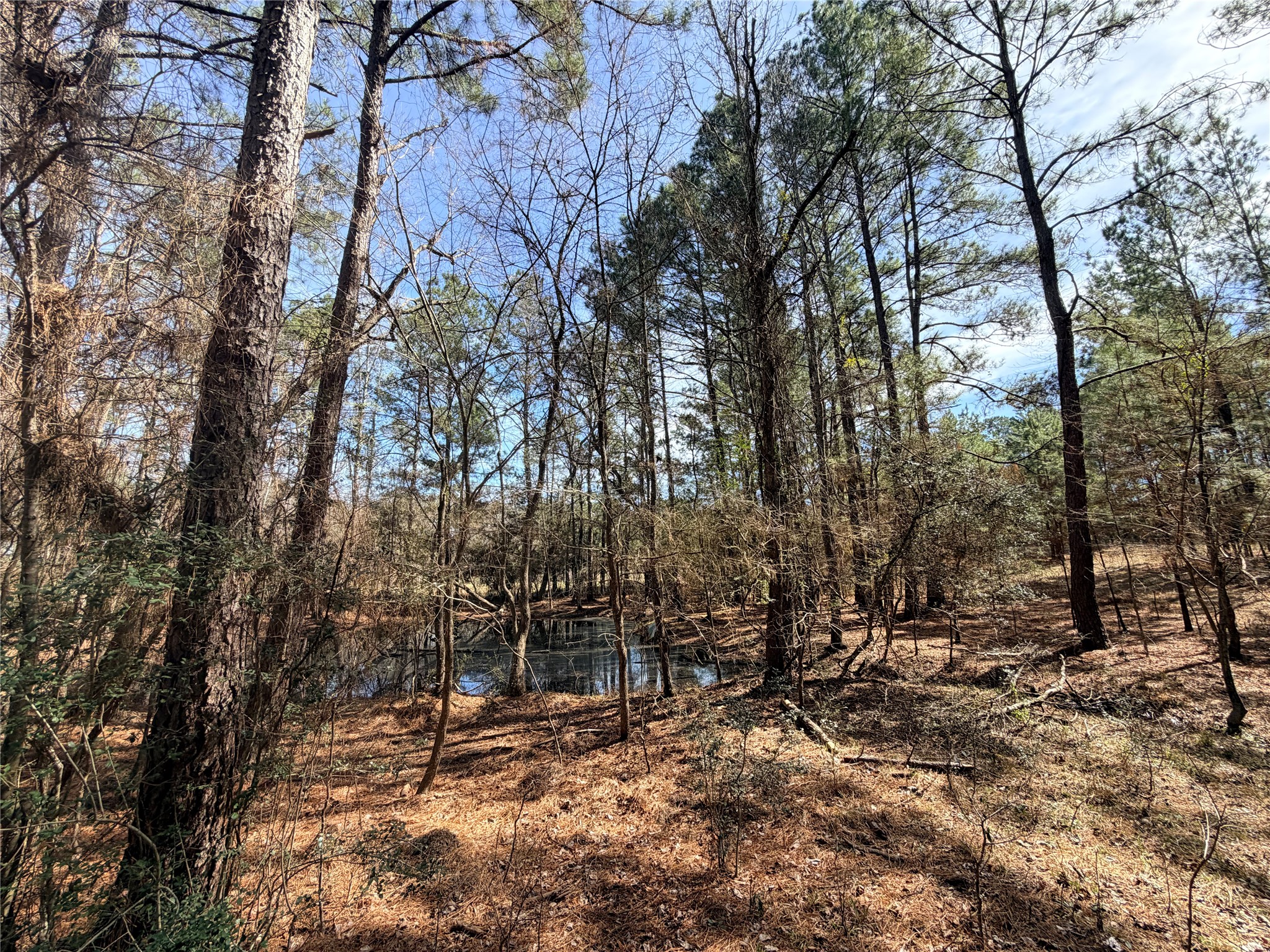 919 Pine Valley Road Diboll, TX 75941 - Photo 42 of 49 a backyard of a house with lots of green space