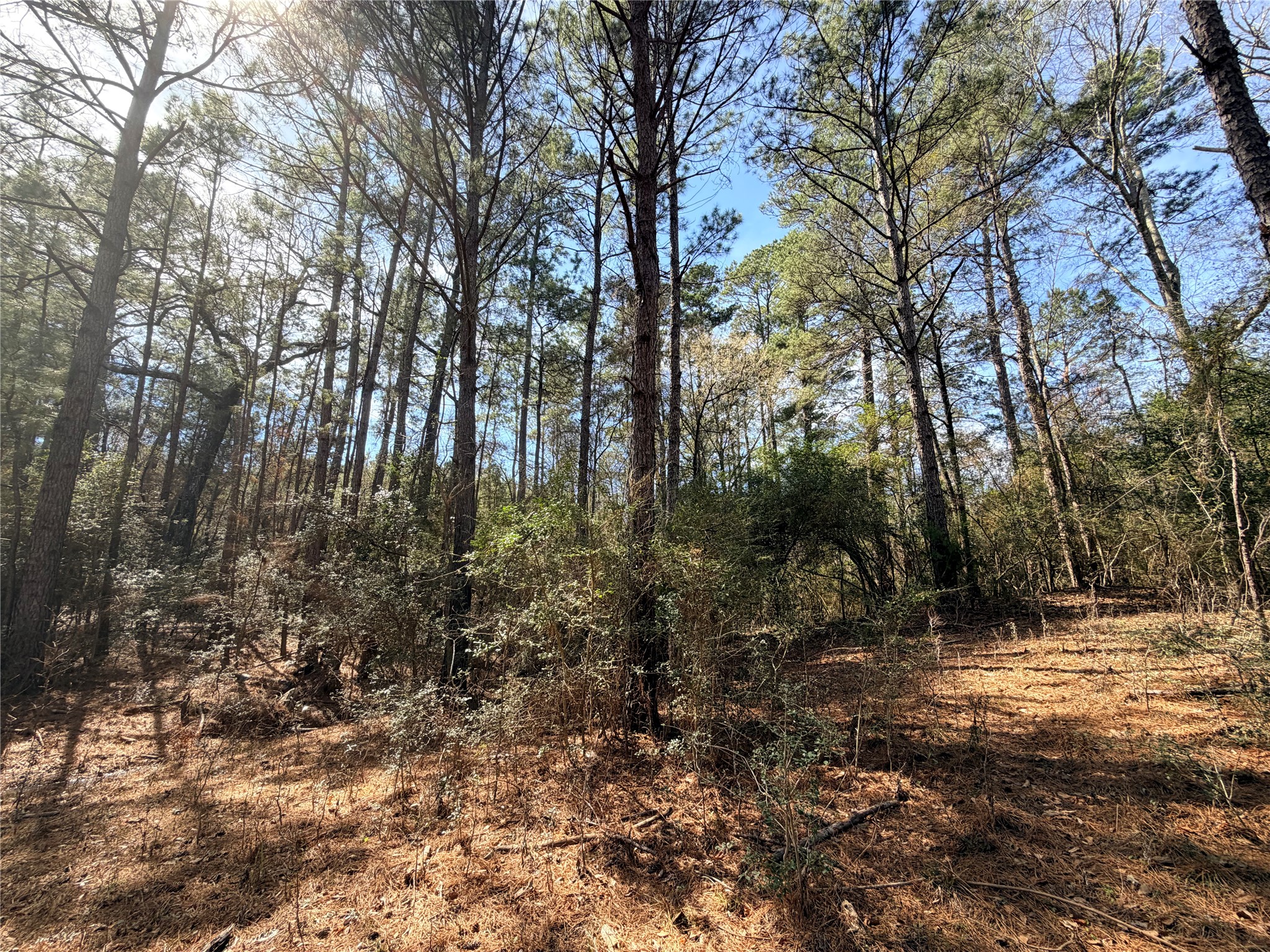 919 Pine Valley Road Diboll, TX 75941 - Photo 45 of 49 a backyard of a house with lots of green space