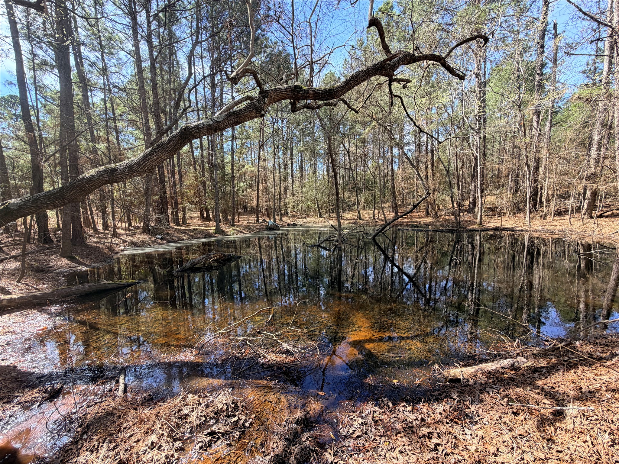 919 Pine Valley Road Diboll, TX 75941 - Photo 47 of 49 a view of a lake