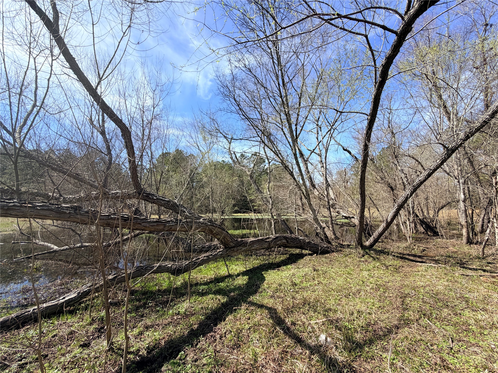 919 Pine Valley Road Diboll, TX 75941 - Photo 48 of 49 a backyard of a house with lots of trees