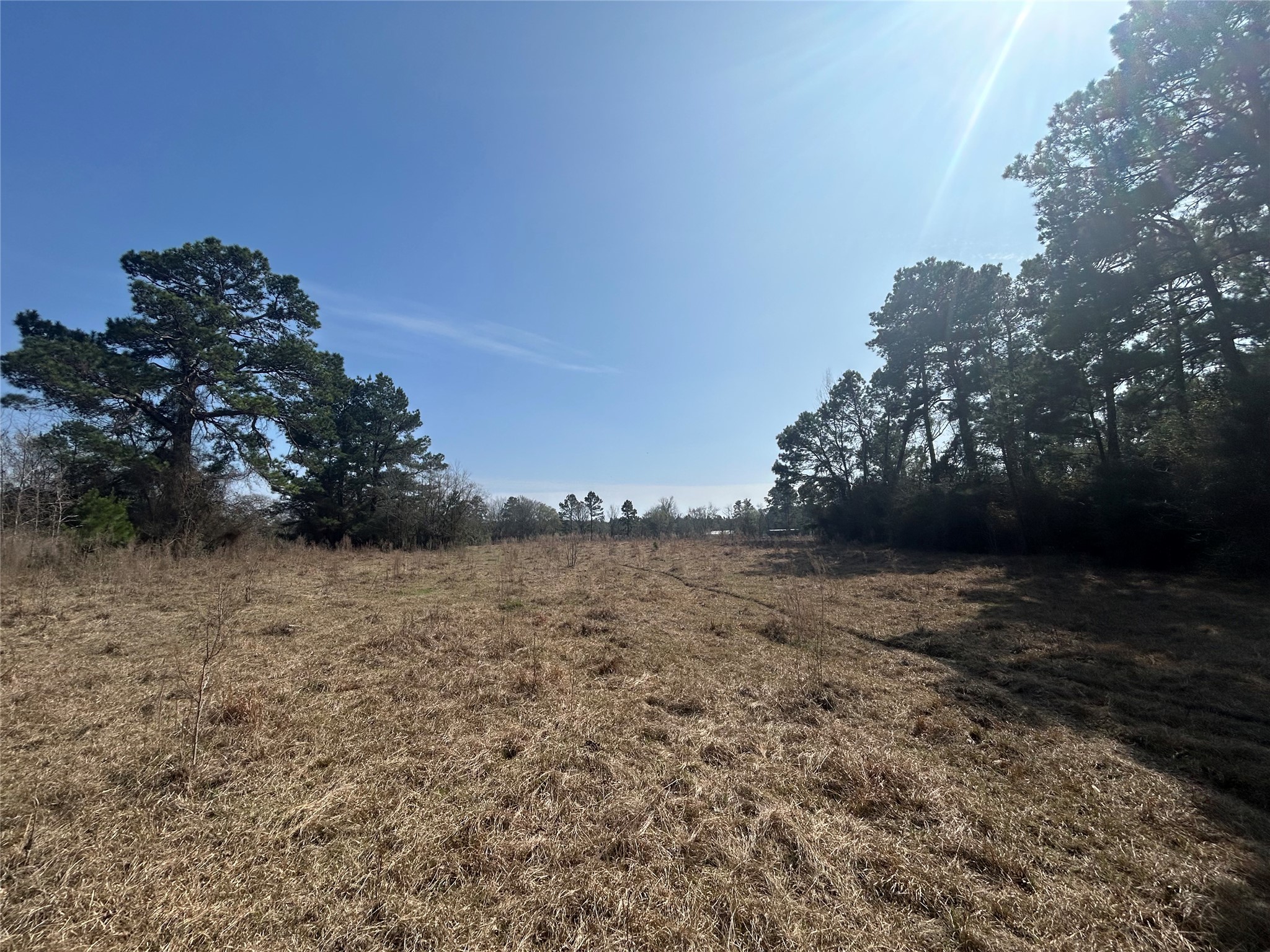 919 Pine Valley Road Diboll, TX 75941 - Photo 9 of 49 a view of a yard with trees in back