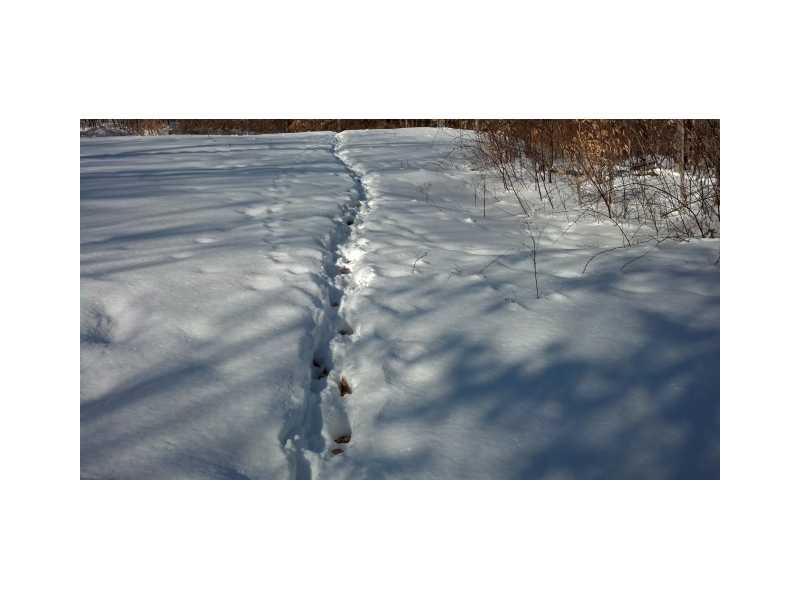 Off Off Hughes Road Milo, ME 04463 - Photo 8 of 10 Other. Wlidlife footprints!