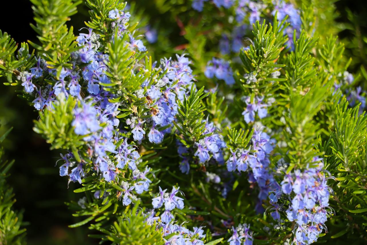 44755 Savage Road Coarsegold, CA 93614 - Photo 48 of 70