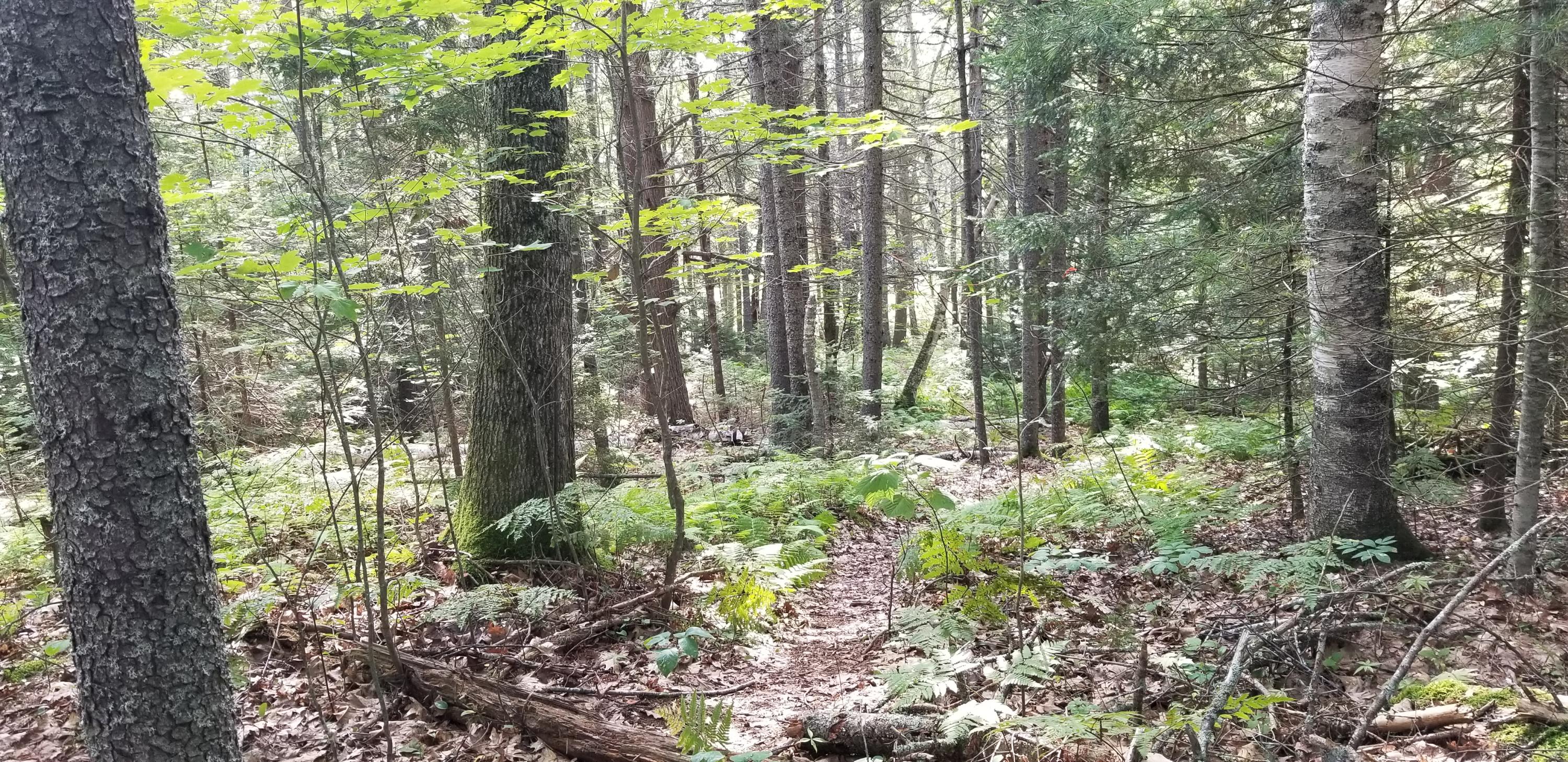 Lot E South Youngs Point Road South Wiscasset, ME 04578 - Photo 5 of 12 20210729_084728