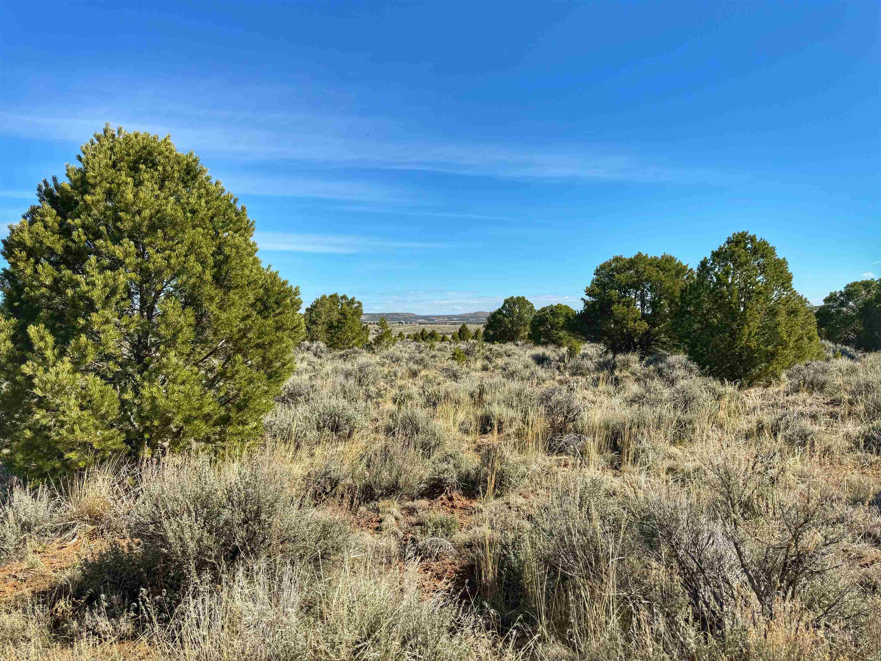 Tbd Tbd Bs Road Glade Park, CO 81523 - Photo 14 of 19 a view of a field of grass and trees