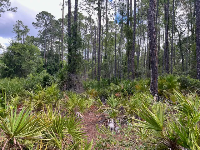 $11,399 | 222 Marie Avenue, Georgetown, FL 32139