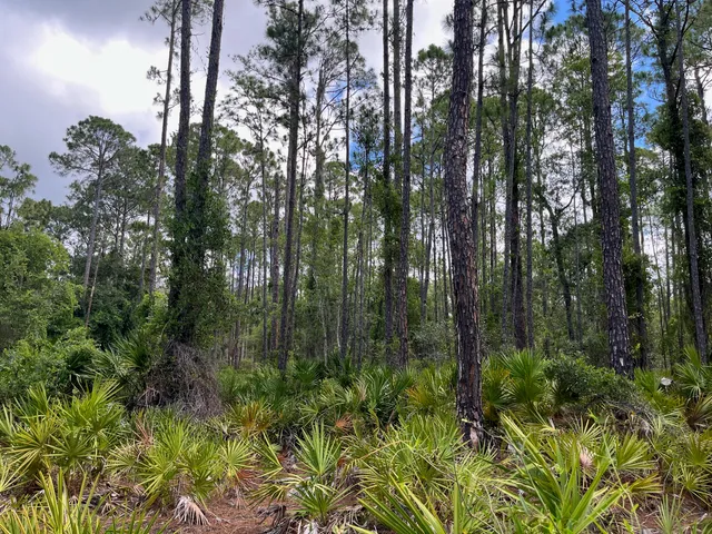 $11,399 | 222 Marie Avenue, Georgetown, FL 32139