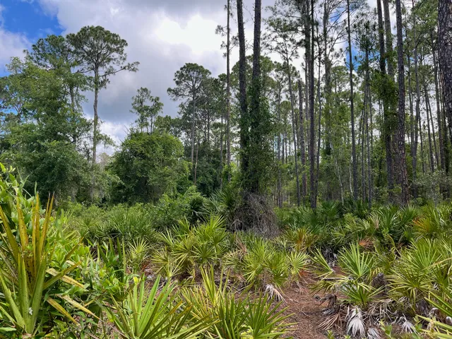 $11,399 | 222 Marie Avenue, Georgetown, FL 32139