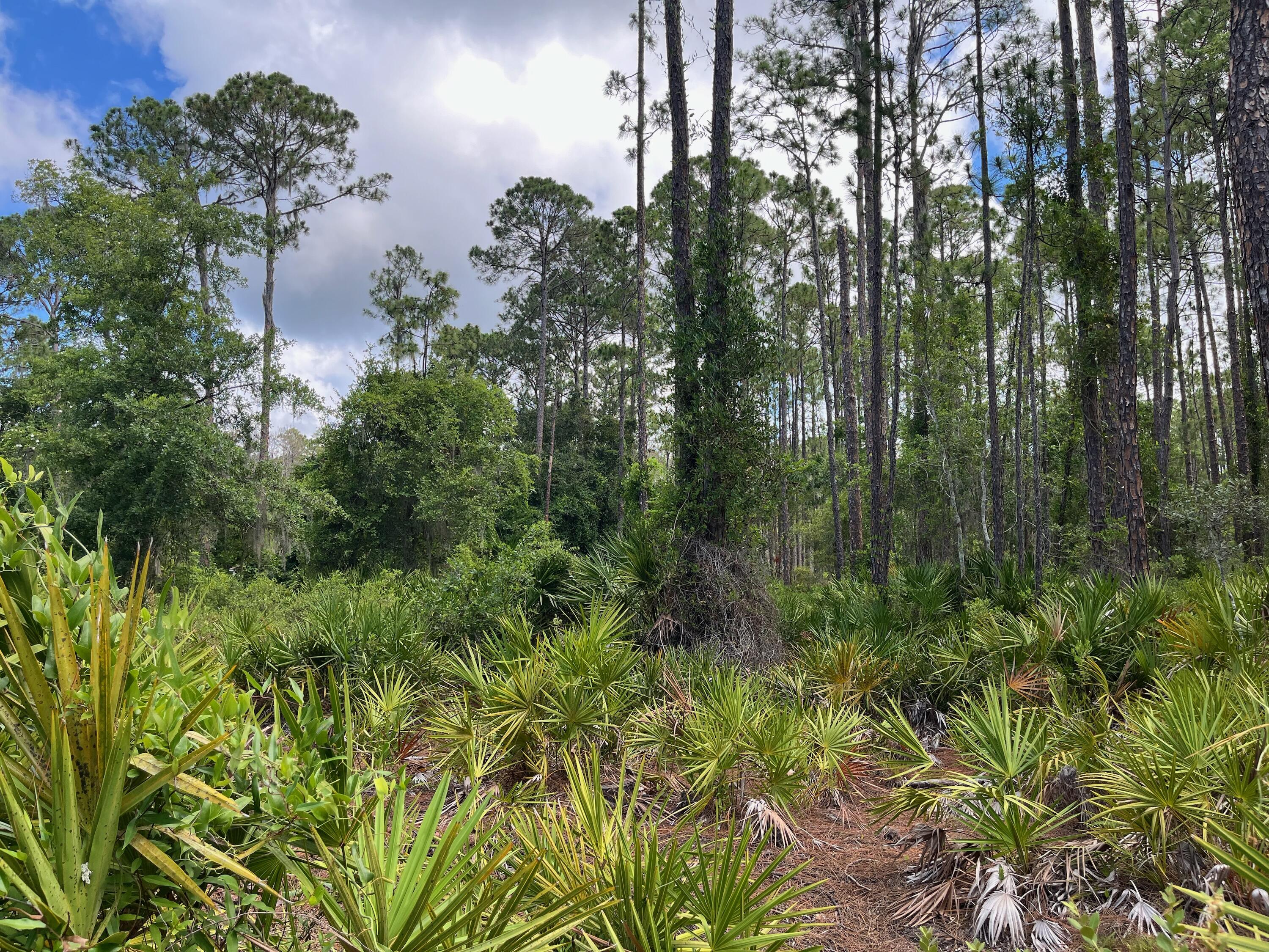 222 Marie Avenue Georgetown, FL 32139 - Photo 6 of 13 IMG_2300