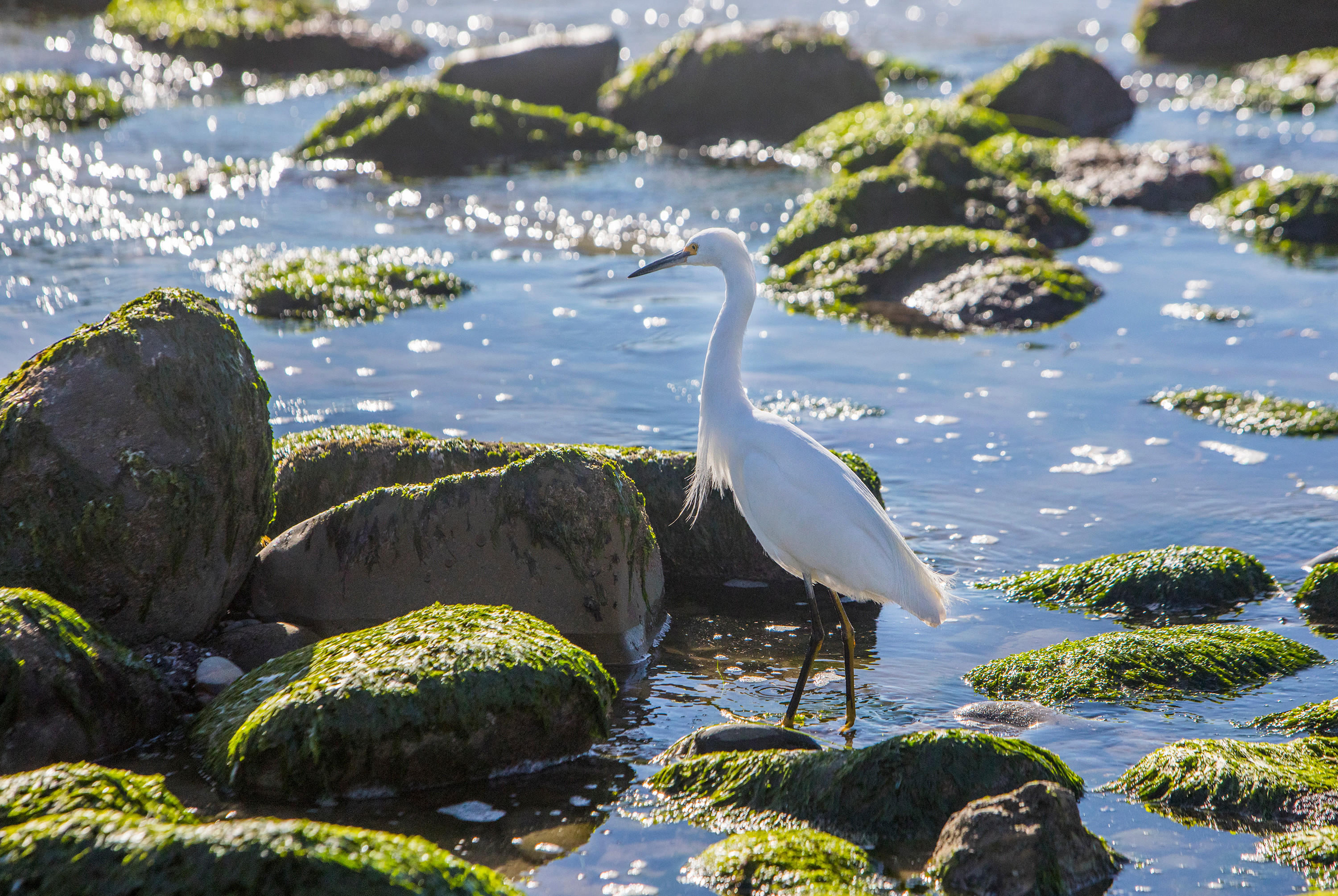 2 Rincon Point Lane Carpinteria, CA 93013 - Photo 28 of 31 a view of a swimming pool with a yard