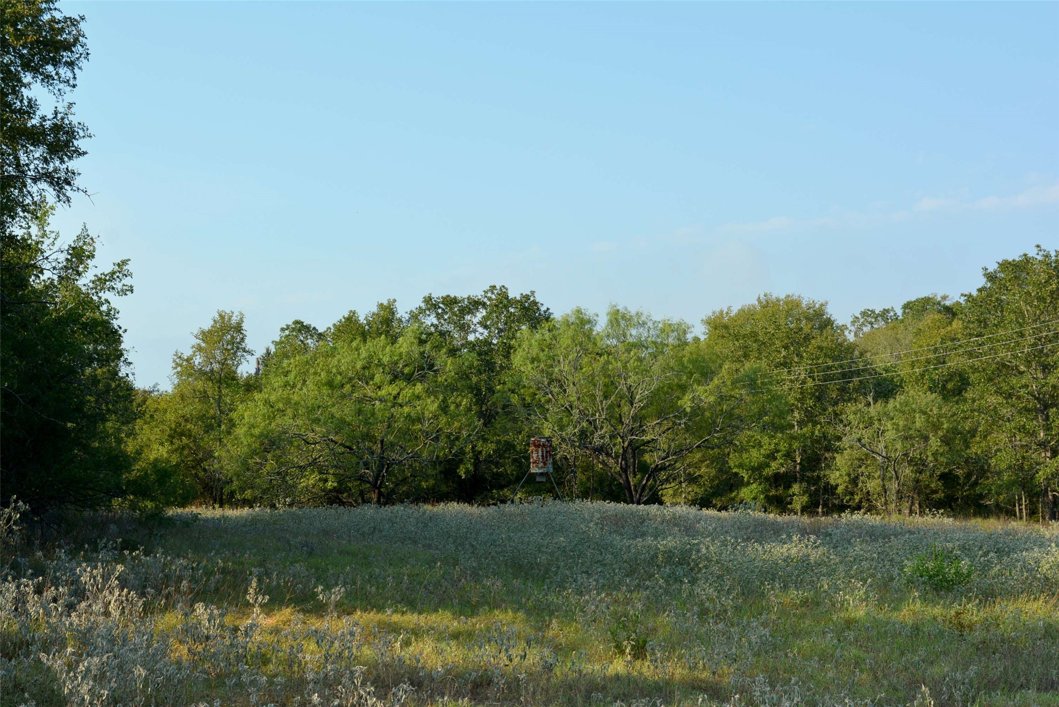 569 Burdette Wells Road Lockhart, TX 78644 - Photo 11 of 18 Close-up view of wildflower meadow.