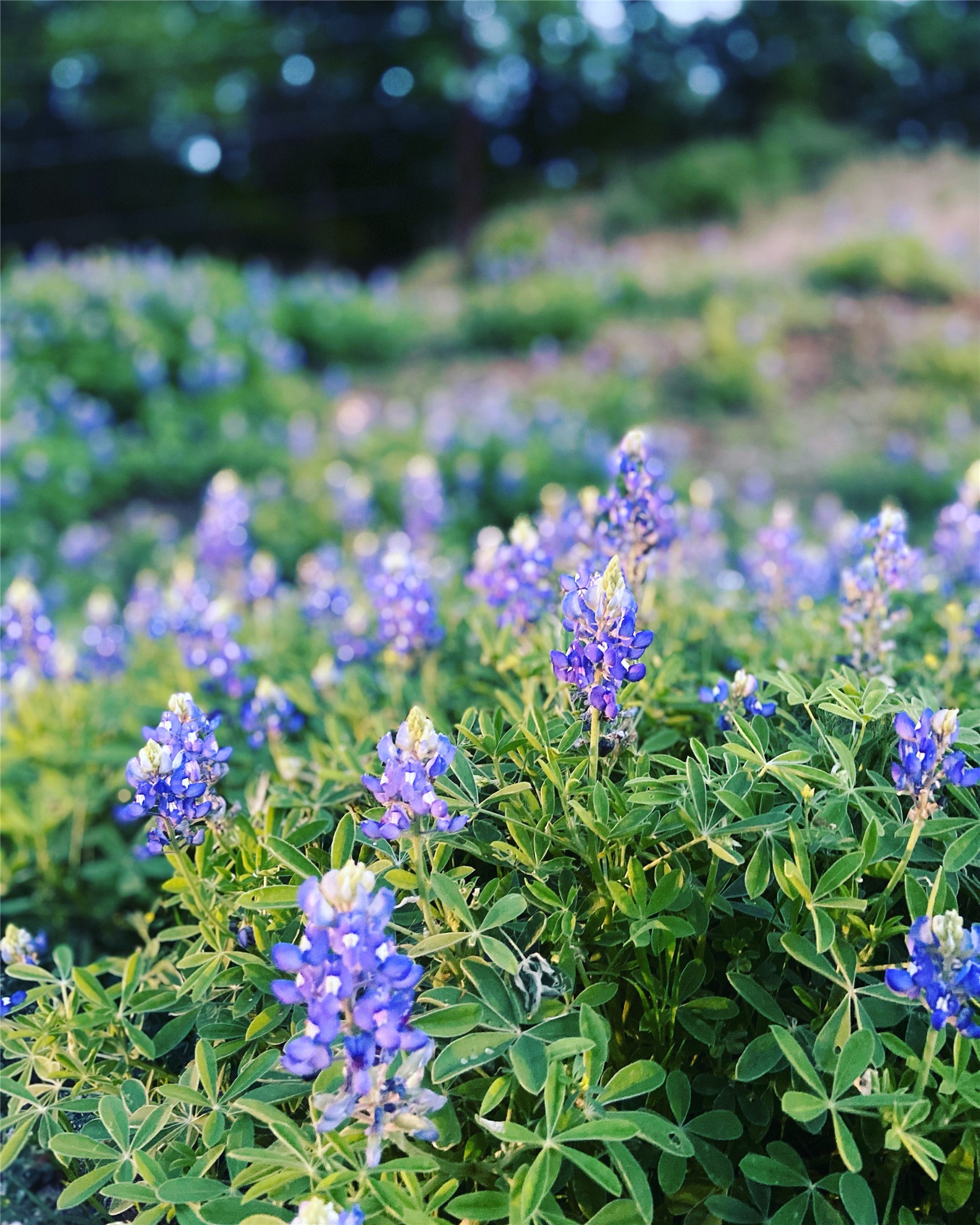 569 Burdette Wells Road Lockhart, TX 78644 - Photo 2 of 18 Bluebonnets