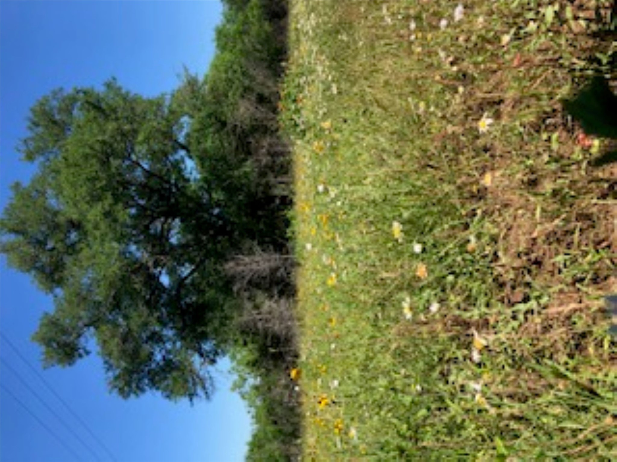 569 Burdette Wells Road Lockhart, TX 78644 - Photo 3 of 18 Wildflower field