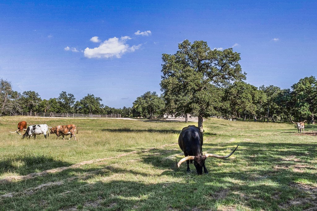 451 Achtzehn Road Fredericksburg, TX 78624 - Photo 3 of 11 a swimming pool in the back yard