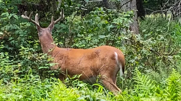 $12,500 | 528 Hummingbird Lane, Hawley, PA 18428