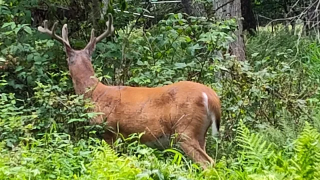 $12,500 | 528 Hummingbird Lane, Hawley, PA 18428