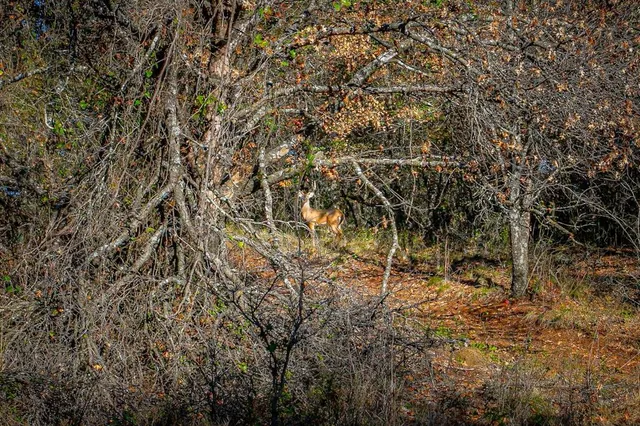 $2,800,000 | 403 County Road 403, Stephenville, TX 76401