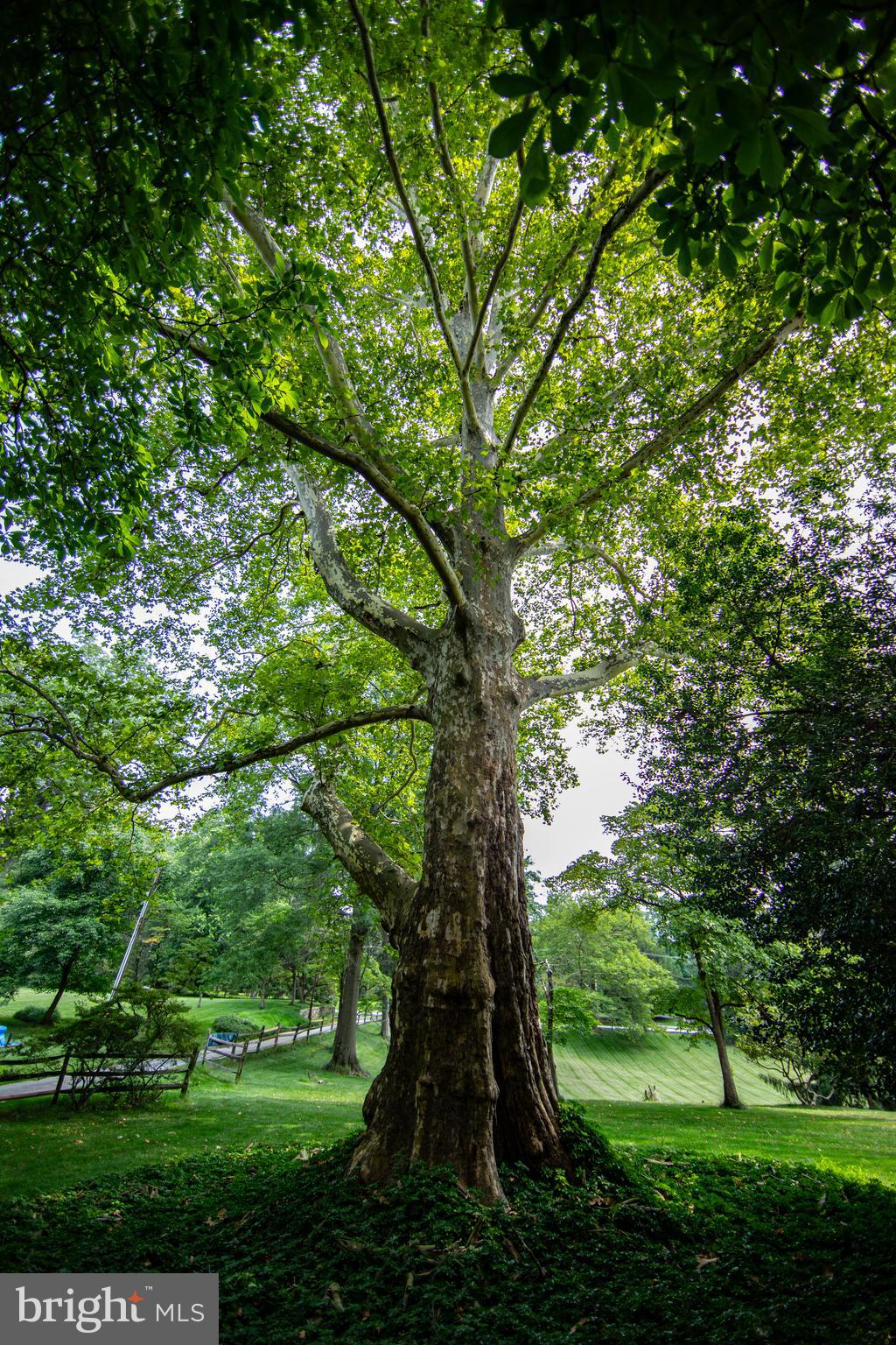 363 Valleybrook Road Glen Mills, PA 19342 - Photo 11 of 110 Notable London Plain Tree