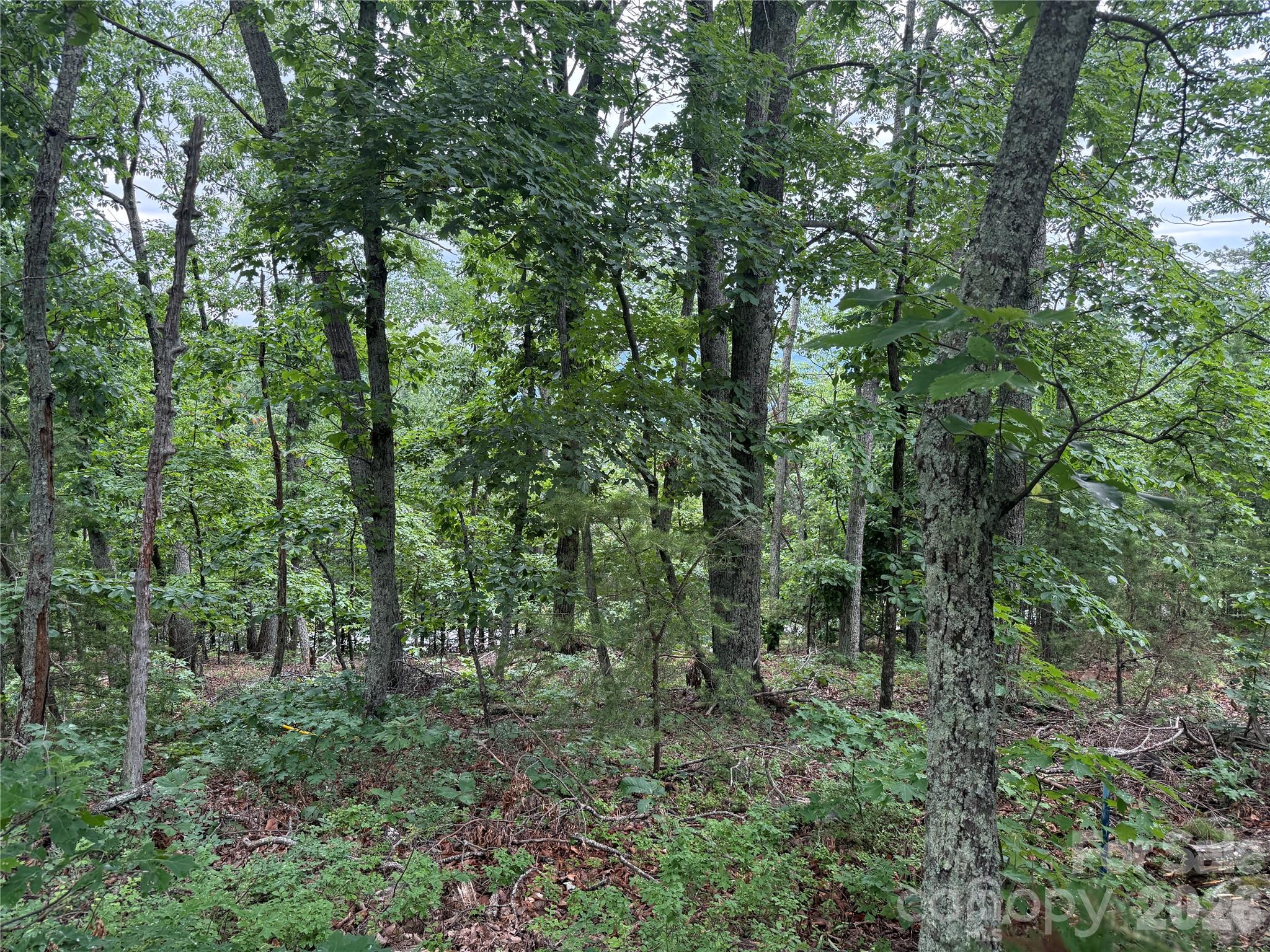 0 Arbra Mountain Road, Unit 54 Bostic, NC 28018 - Photo 3 of 11