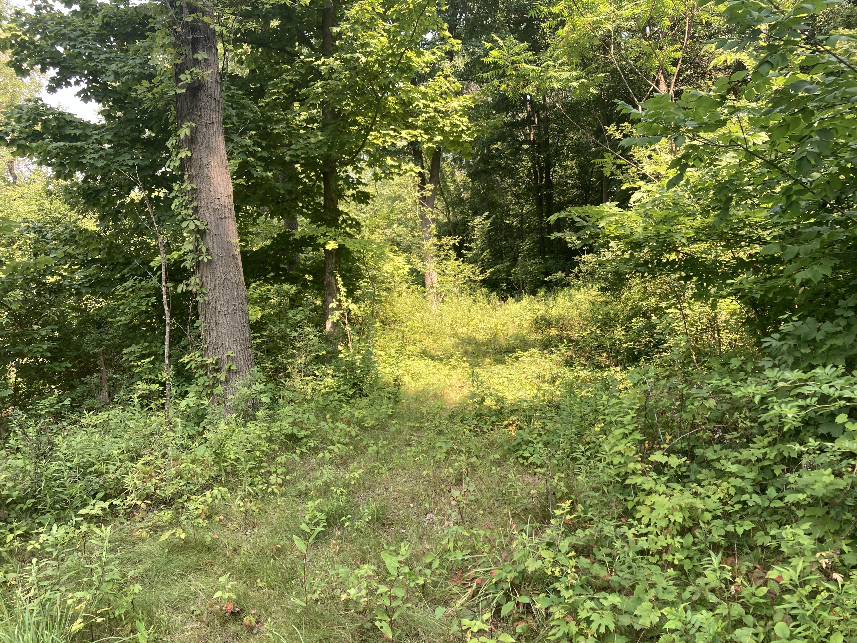 Lot A Usborne Road Freeport, MI 49325 - Photo 5 of 17 IMG_5997