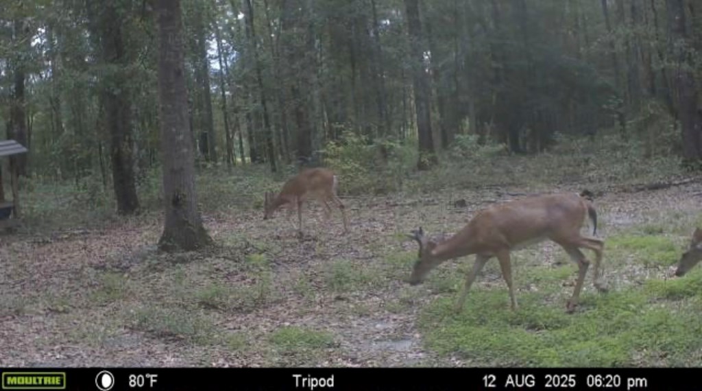 1640 Lafollette Road Slocomb, AL 36375 - Photo 50 of 64