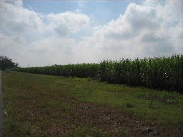 0 Hollier Road Breaux Bridge, LA 70517 - Photo 1 of 1 Primary Photo