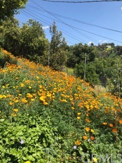 12419 Honolulu Terrace Whittier, CA 90601 - Photo 37 of 59 a view of a yard with a tree