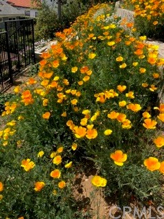 12419 Honolulu Terrace Whittier, CA 90601 - Photo 38 of 59