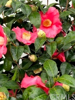 12419 Honolulu Terrace Whittier, CA 90601 - Photo 42 of 59