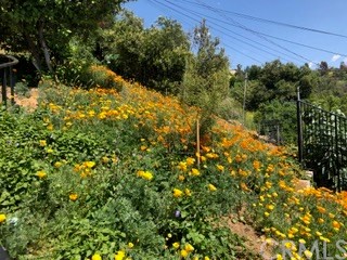 12419 Honolulu Terrace Whittier, CA 90601 - Photo 43 of 59 a view of a yard with plants and large trees
