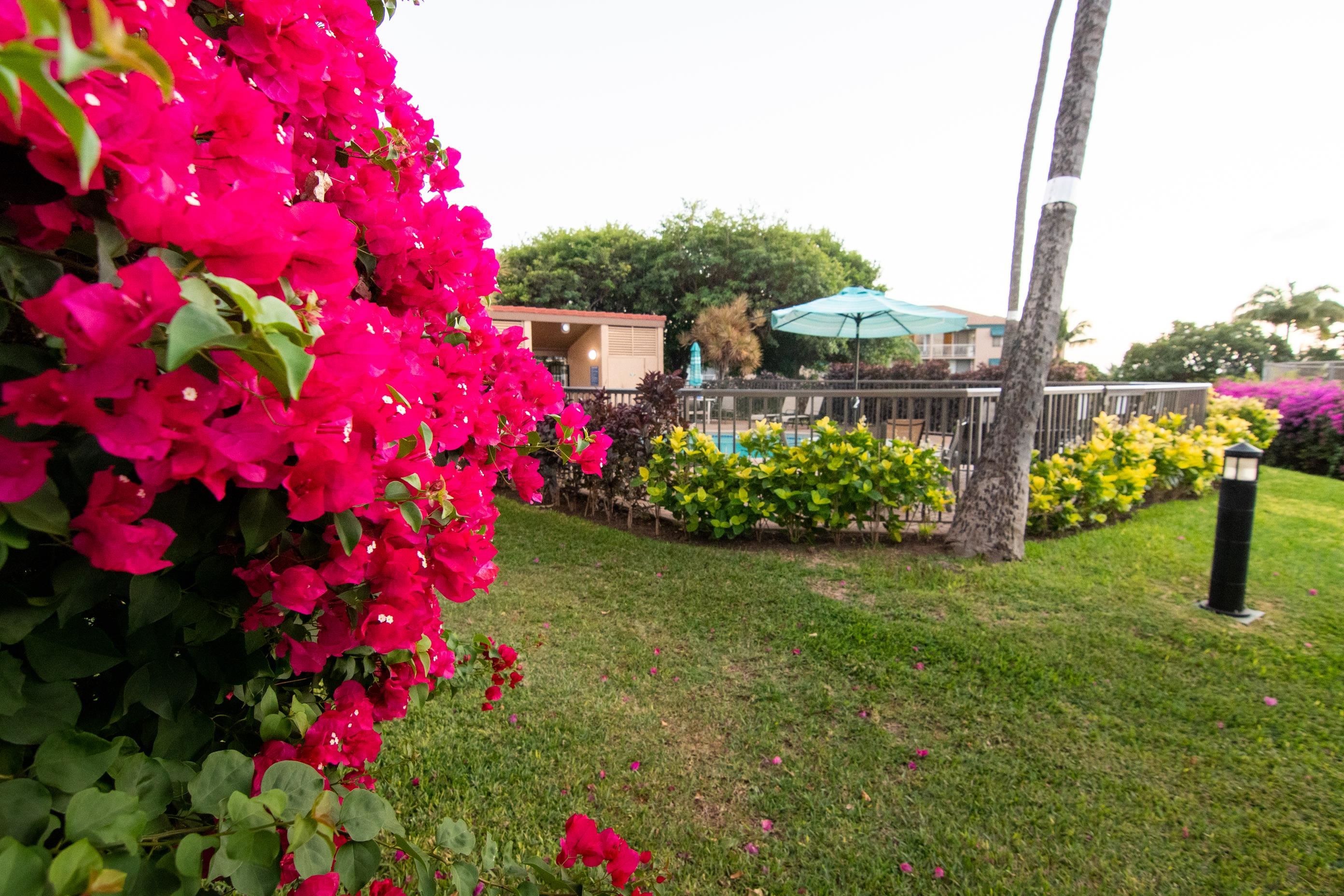 2191 South Kihei Road, Unit 2317 Kihei, HI 96753 - Photo 28 of 30 a view of a flower