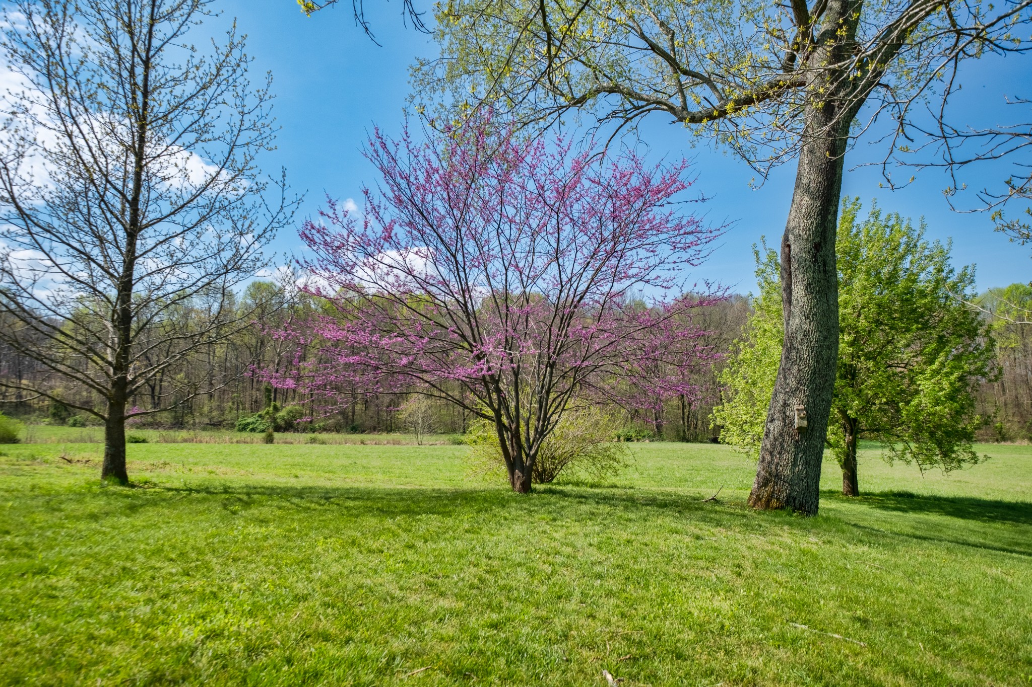 4970 Mt Zion Road Springfield, TN 37172 - Photo 20 of 21 a view of a trees in a yard