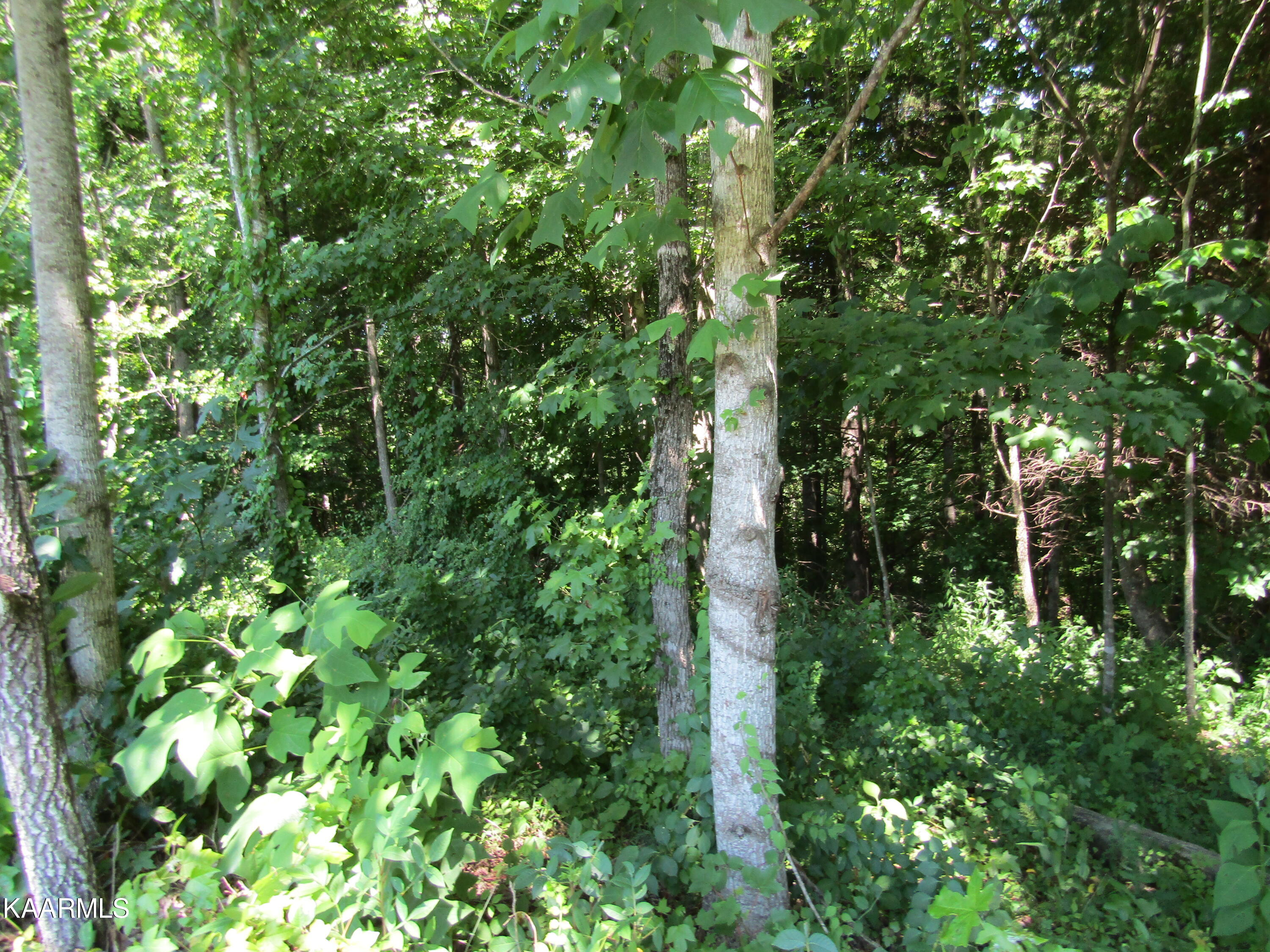 Lot 7 Star Point Road Celina, TN 38551 - Photo 23 of 30 IMG_7987