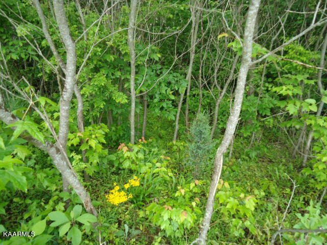 Lot 7 Star Point Road Celina, TN 38551 - Photo 9 of 30 DSC04679