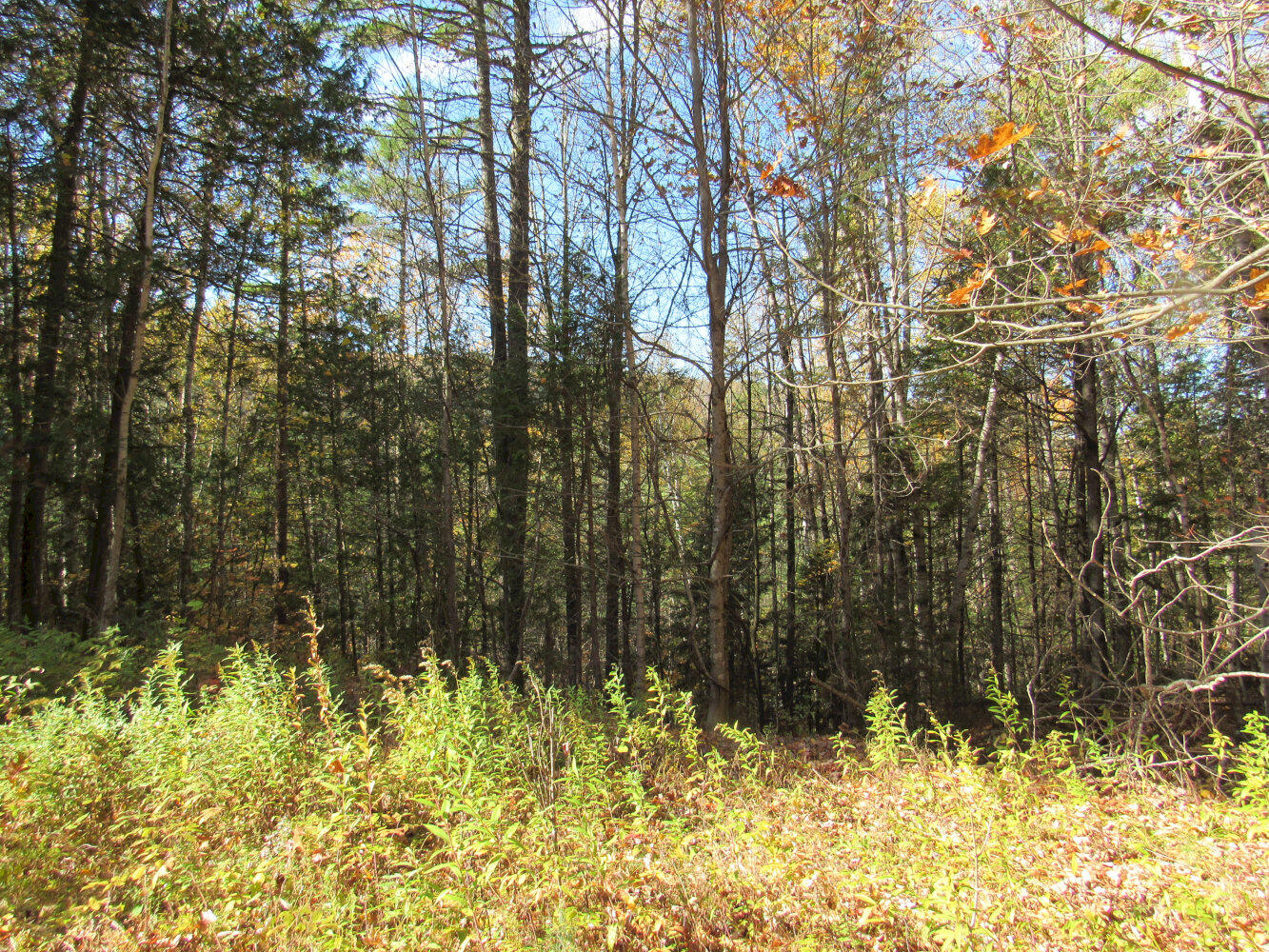 P/o M3-l45 Schoolhouse Brook Road Caratunk, ME 04925 - Photo 11 of 24 IMG_2355_result
