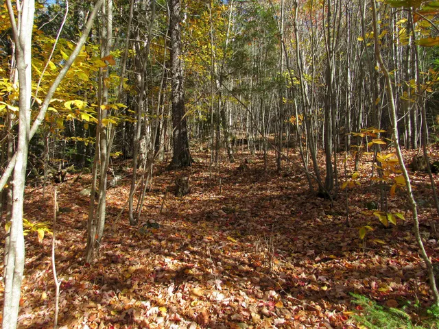 $46,500 | P/o M3-l45 Schoolhouse Brook Road, Caratunk, ME 04925