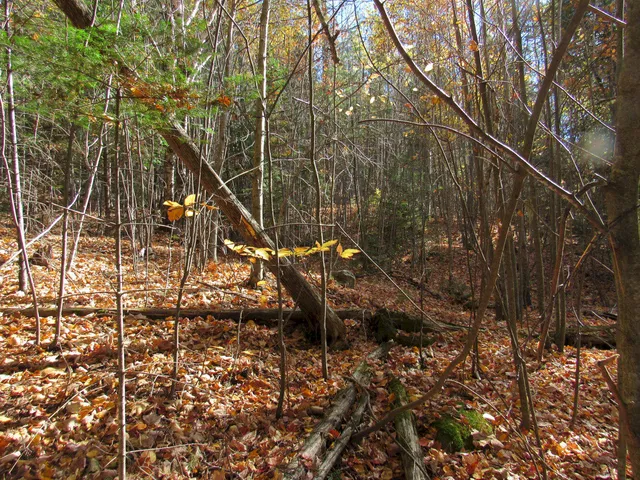 $46,500 | P/o M3-l45 Schoolhouse Brook Road, Caratunk, ME 04925