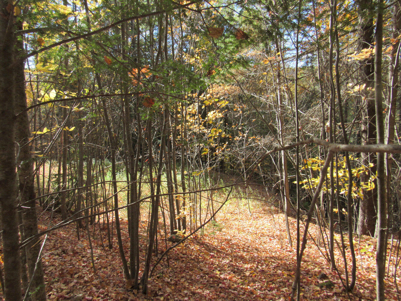 P/o M3-l45 Schoolhouse Brook Road Caratunk, ME 04925 - Photo 22 of 24 IMG_2366_result