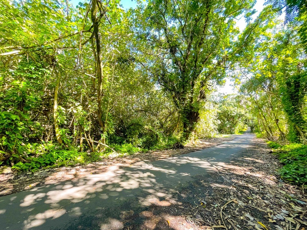47 Government Beach Road Pahoa, HI 96778 - Photo 6 of 11 a view of a yard with plants and trees