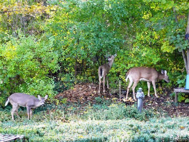 3401 Innsbrook Drive Rochester, MI 48309 - Photo 5 of 23 Backyard Visiting Deer