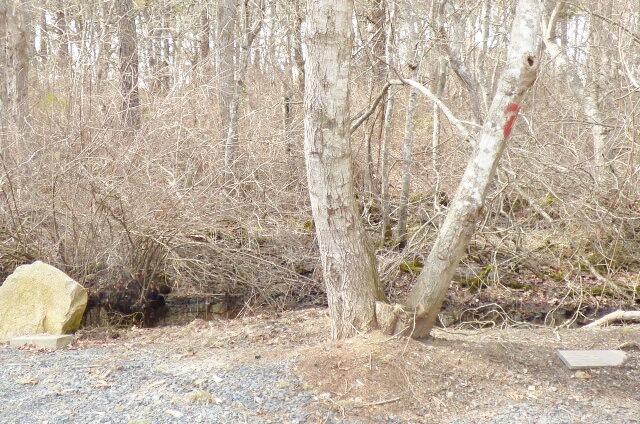 3 Circuit Road North West Yarmouth, MA 02673 - Photo 22 of 28 a view of a dry plant in a backyard of a house