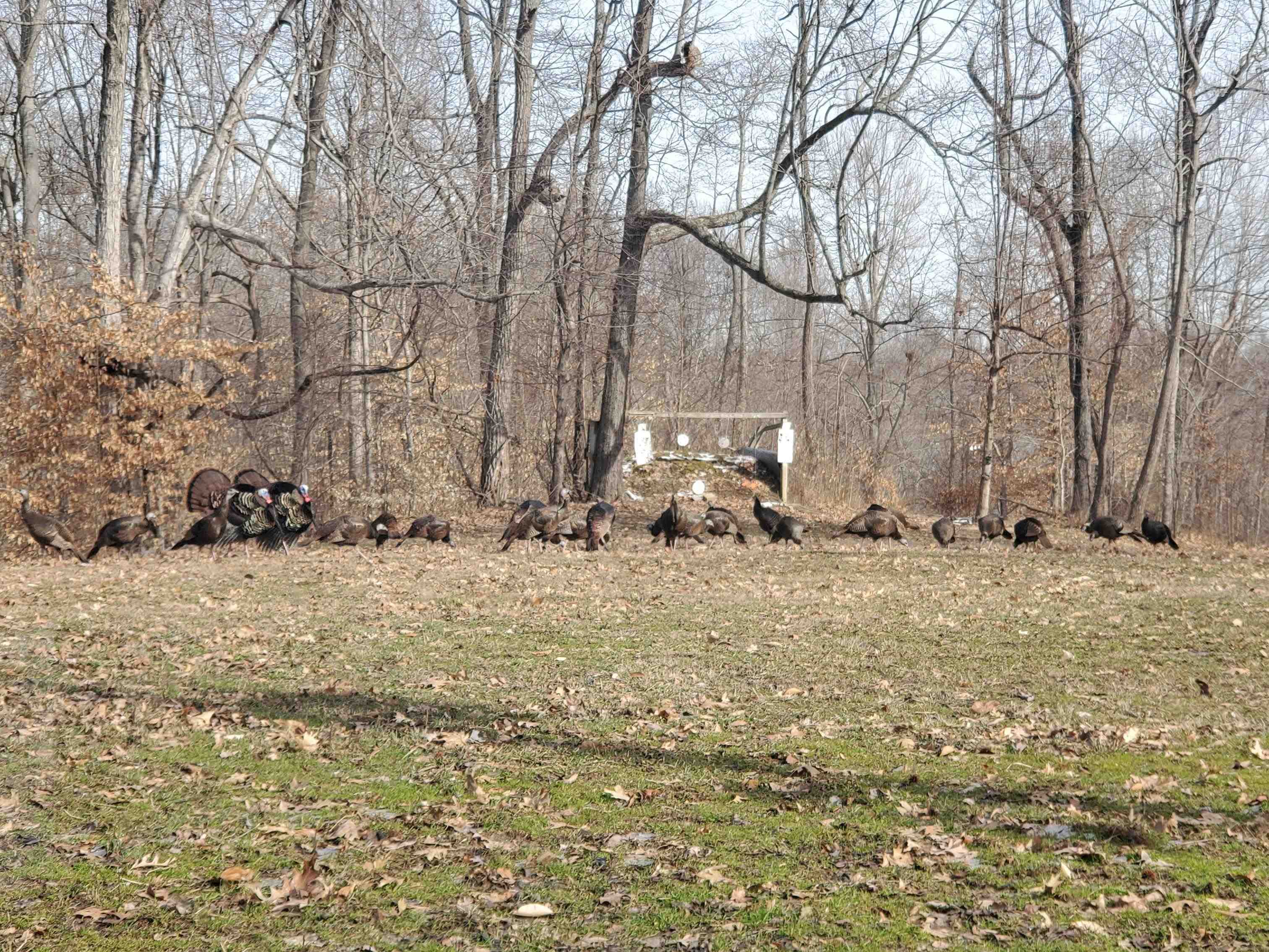 4830 Kendall Road Hornbeak, TN 38232 - Photo 34 of 37 a backyard of a house with table and chairs