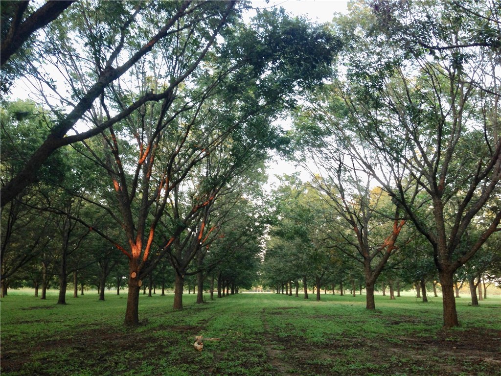 154 Kauffman Road North Bastrop, TX 78602 - Photo 1 of 1