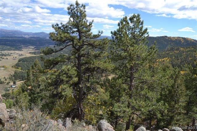 Tbd Linger Road Florissant, CO 80816 - Photo 18 of 35 a view of a forest with a tree