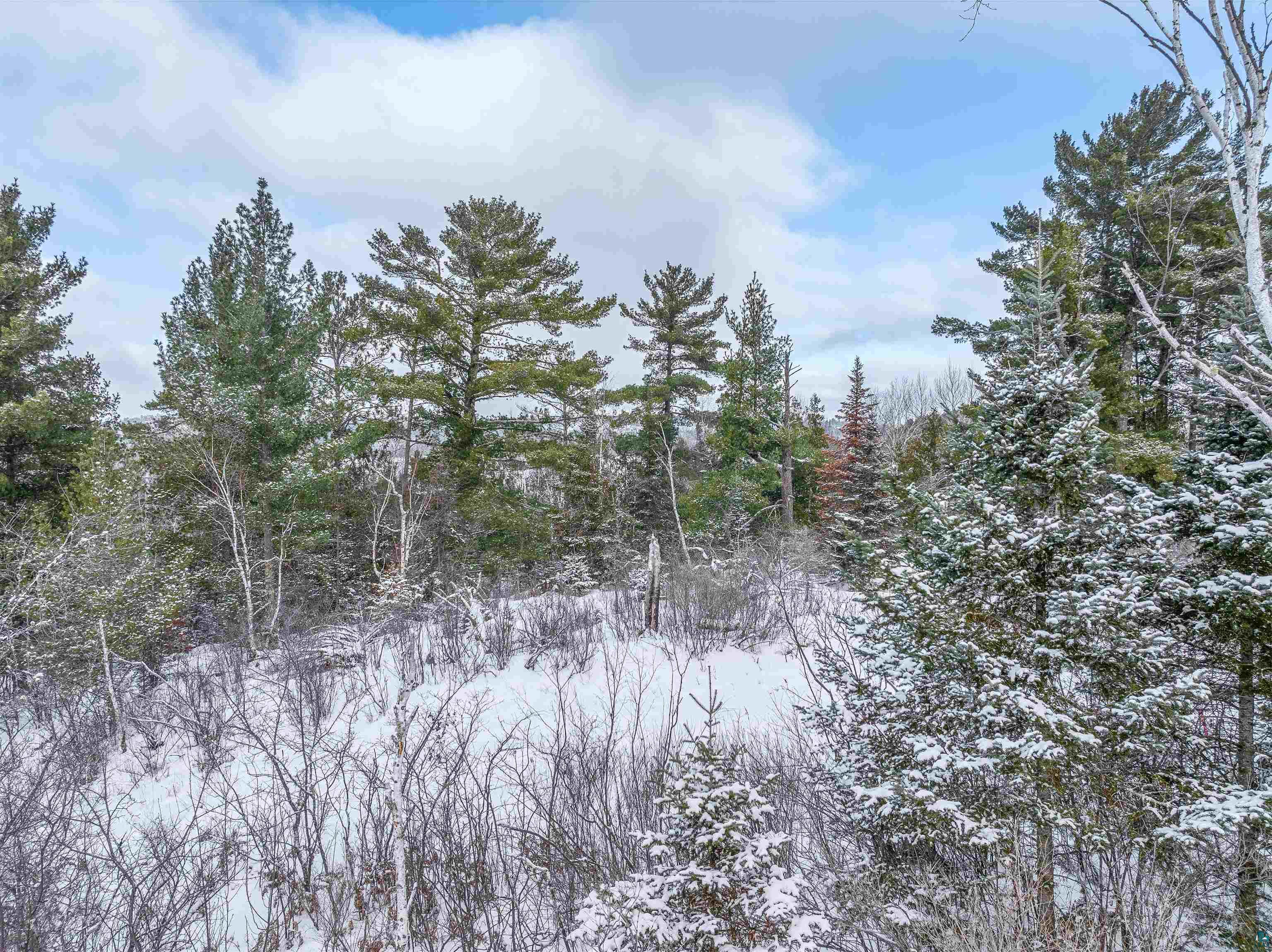 Tbd Trezona Road Ely, MN 55731 - Photo 11 of 22 View of wooded area