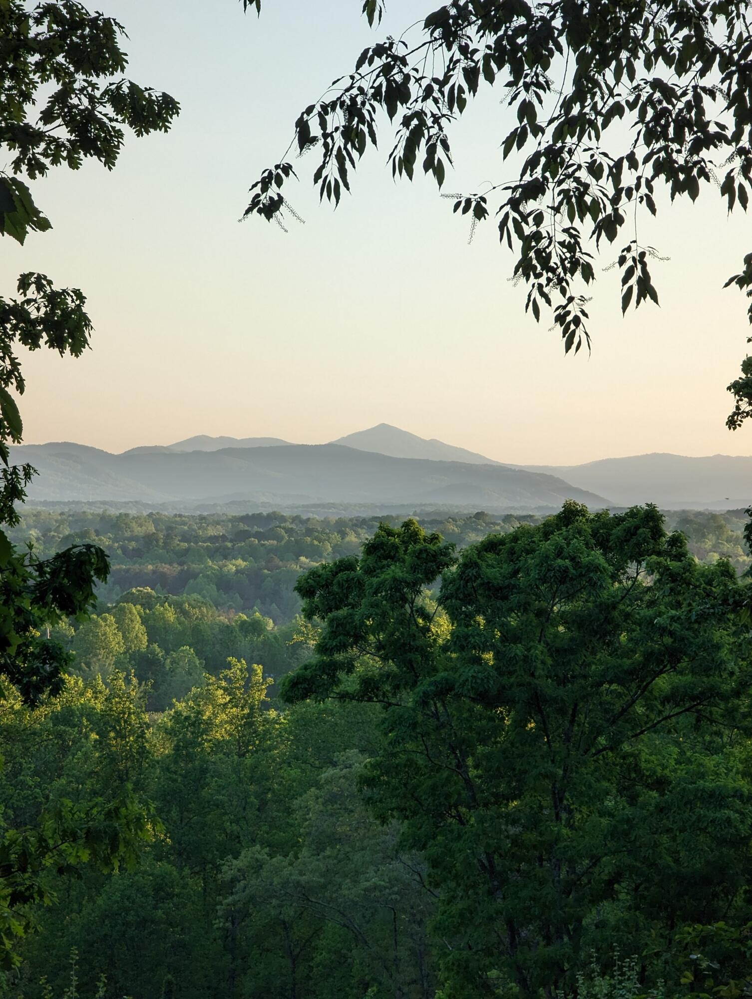 1311 Walnut Shell Drive Vinton, VA 24179 - Photo 57 of 61 a view of a bunch of trees in a field