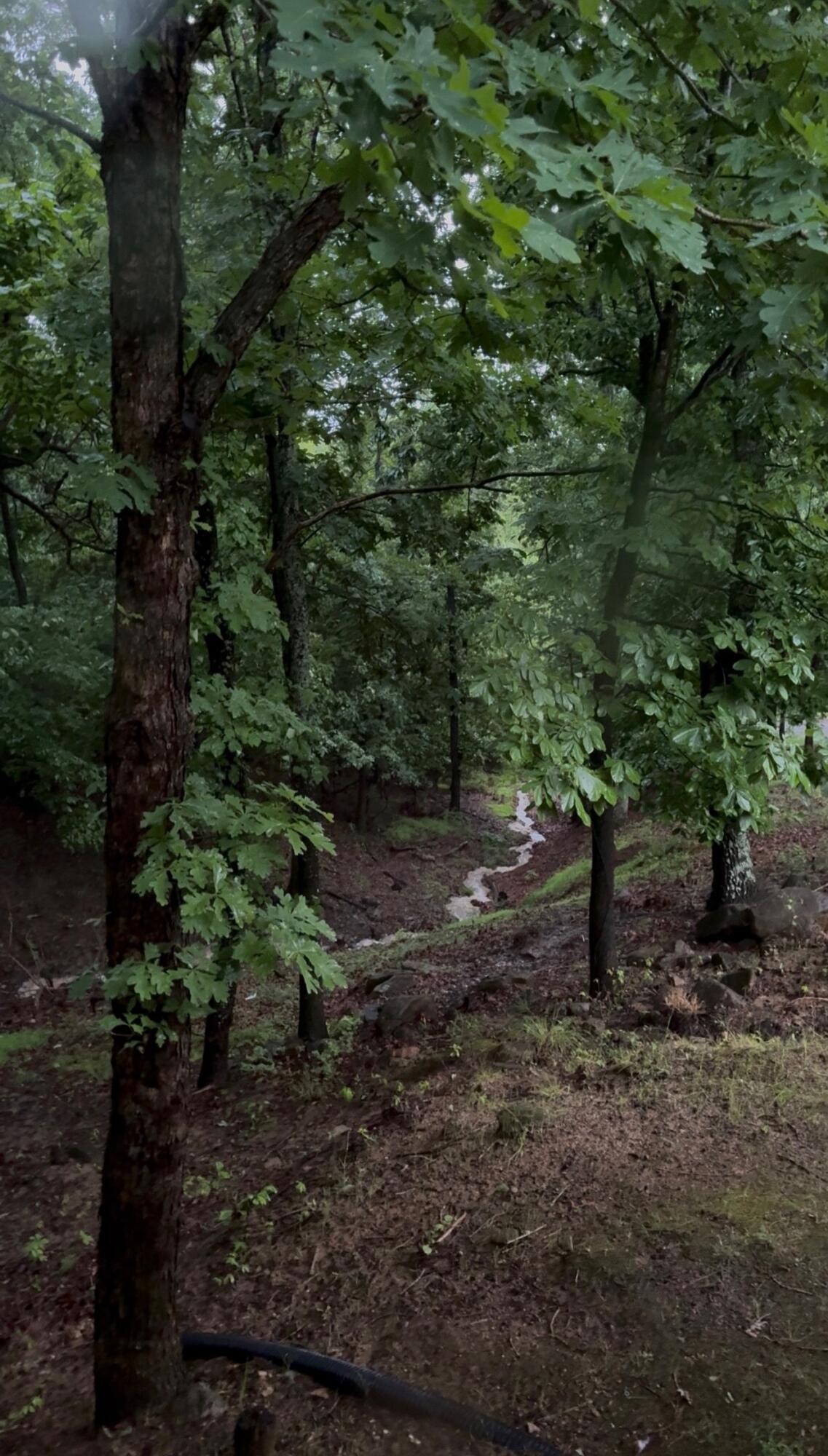 1311 Walnut Shell Drive Vinton, VA 24179 - Photo 58 of 61 a big yard with lots of green space and some trees