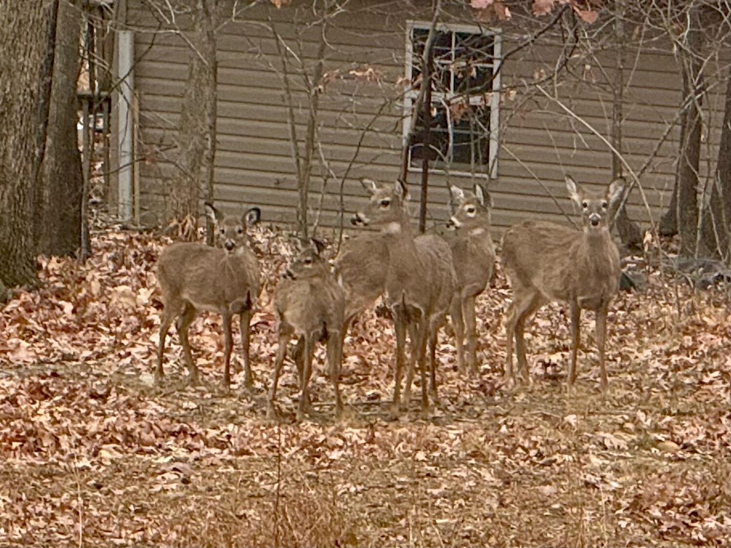1311 Walnut Shell Drive Vinton, VA 24179 - Photo 59 of 61 Wild Life
